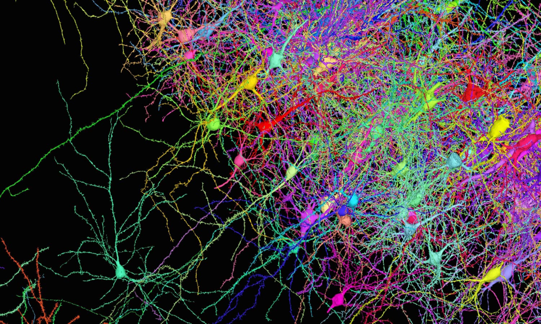 谷歌哈佛联手绘出百万分之一人脑神经3d连接图
