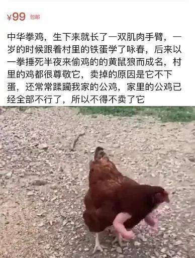 中华拳鸡 好家伙 我脑补了一出鸡界耽改大戏