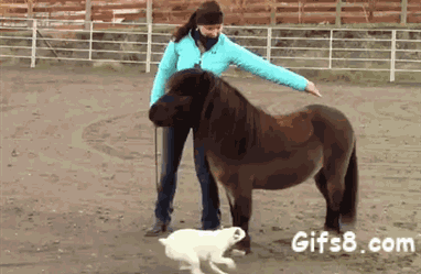 你要的gif动态图在这里了都拿走吧