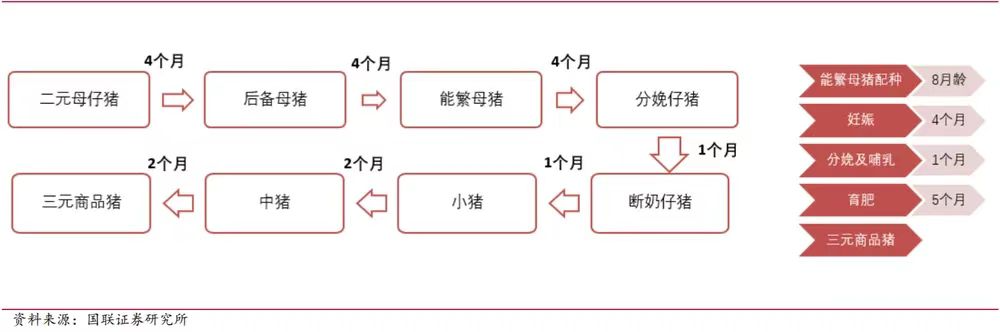 营收首破千亿，温氏股份为什么仍遭资本市场冷落？