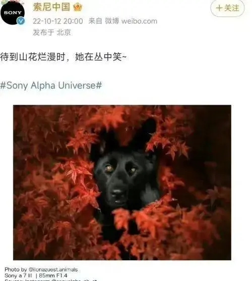 @索尼中国，终于被禁言了