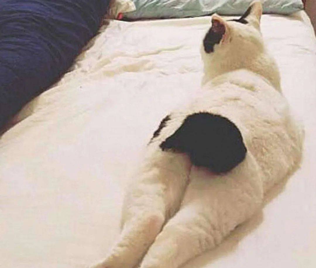 鸟哥笔记,行业动态,馒头商学院,互联网,行业动态