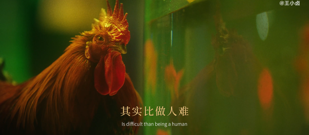 王小卤拍王家卫风广告，主角却是一只鸡......