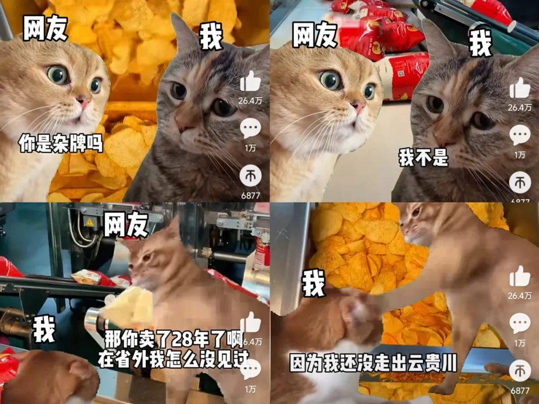 在小红书2天涨粉2万，猫meme成流量密码？