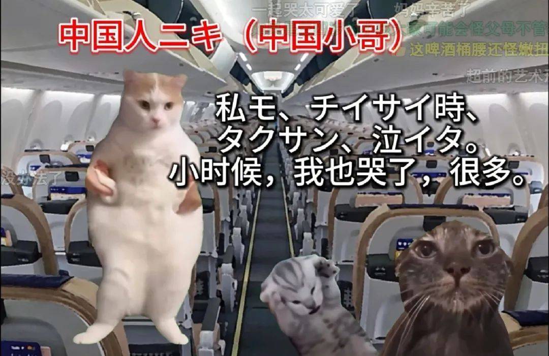 7天B站涨粉20万，“猫meme”为何风靡全网？