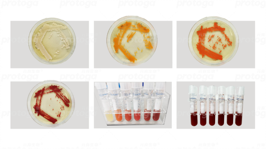 新原料资讯 | 元育生物推高生物活性的酵母合成全左旋虾青素、分子农业初创公司PoLoPo启动田间种植蛋白马铃薯等