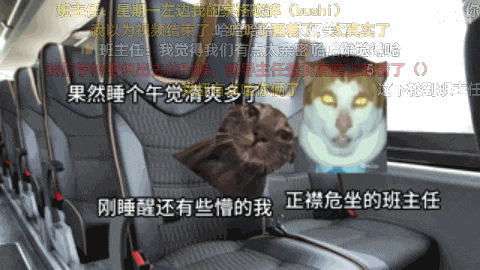 7天B站涨粉20万，猫meme为何风靡全网？