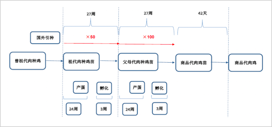 中国鸡苗大王，被低估了