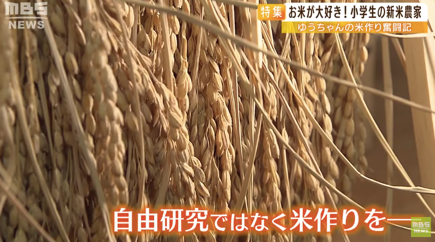 日本9岁小学生暑假租600㎡地，学会了种田，实现吃米饭自由！网友：动手能力比我强1000倍！