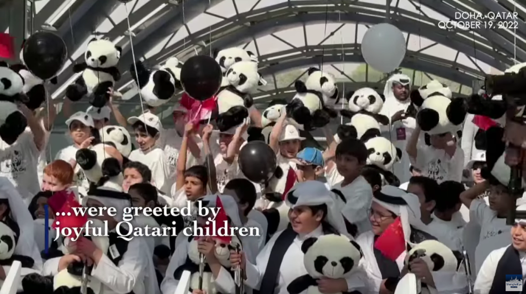 中国熊猫进卡塔尔，胖了6斤！住3.6亿宫殿，24小时吹空调泡温泉！网友：我去住我也得胖……