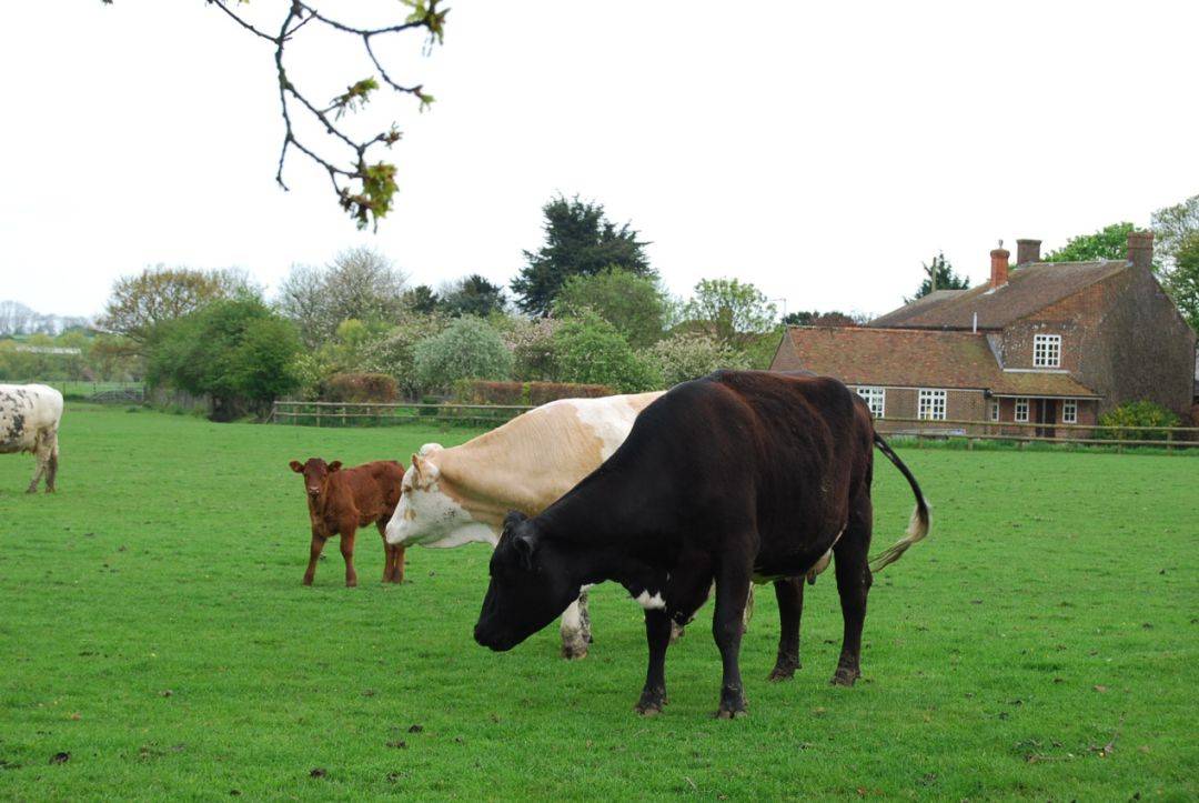 英国海归硕士弃50万年薪下乡承包800亩荒地种树养鹅