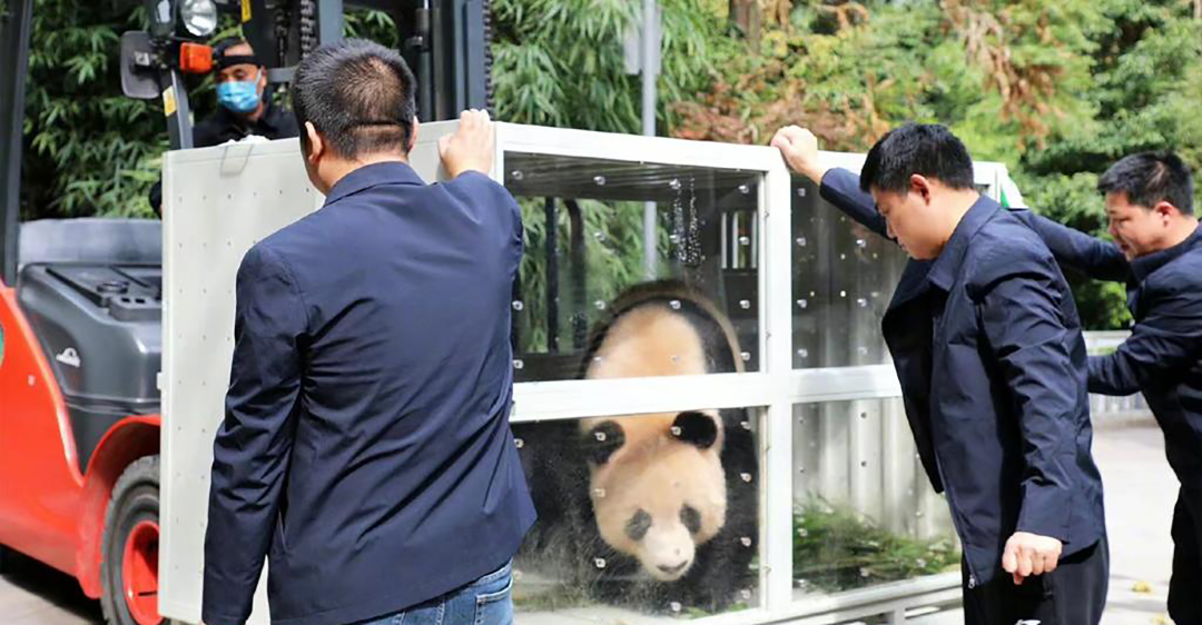 中国熊猫进卡塔尔，胖了6斤！住3.6亿宫殿，24小时吹空调泡温泉！网友：我去住我也得胖……