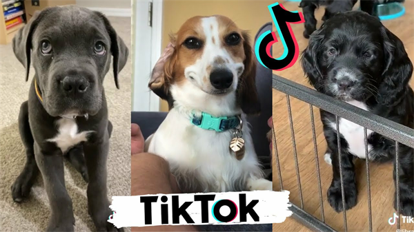 揭秘云吸寵熱潮：TikTok達(dá)人如何用短視頻撬動(dòng)寵物經(jīng)濟(jì)