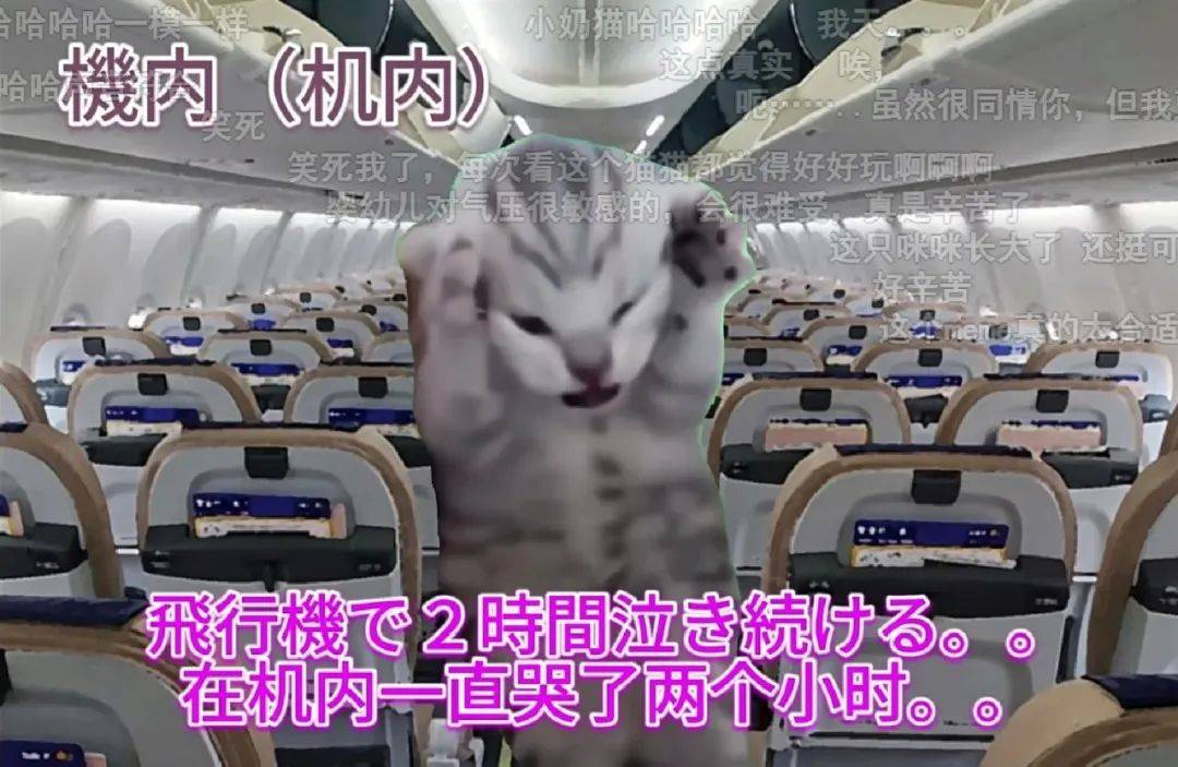 7天B站涨粉20万，猫meme为何风靡全网？