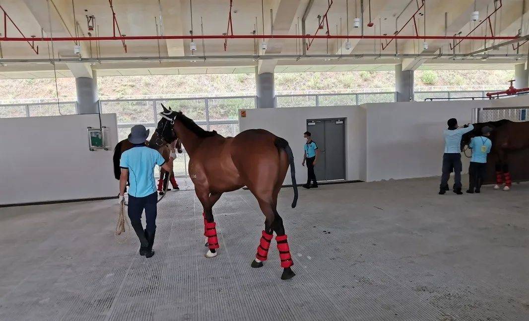 促进粤港澳大湾区合作 广州中远海运空运圆满完成香港马会首批跨境马匹运输任务(跨境搬家 广州 香港)