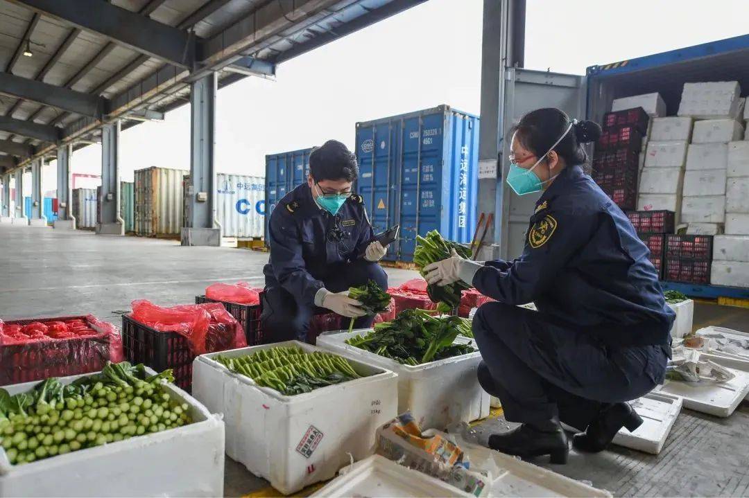 深圳“硬核”助香港保民生：从田间到餐桌，从海上到都市……(深圳香港跨境车)